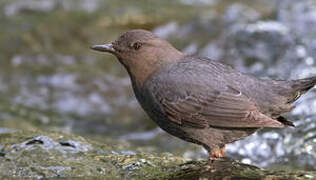 American Dipper