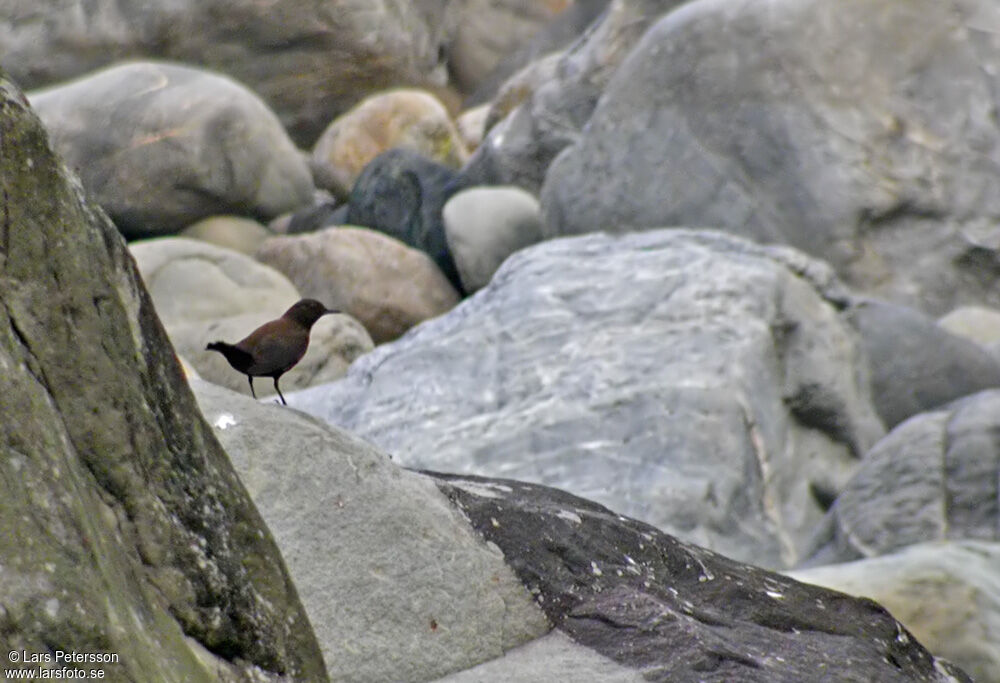 Brown Dipper