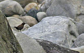 Brown Dipper