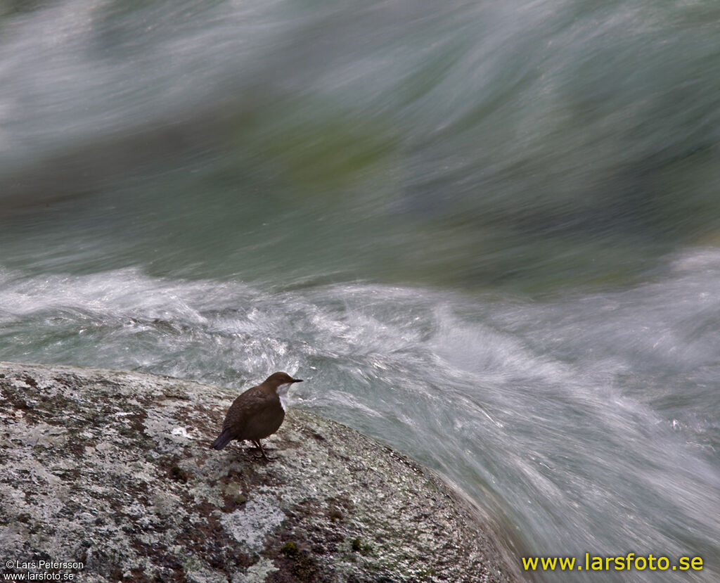 White-throated Dipper