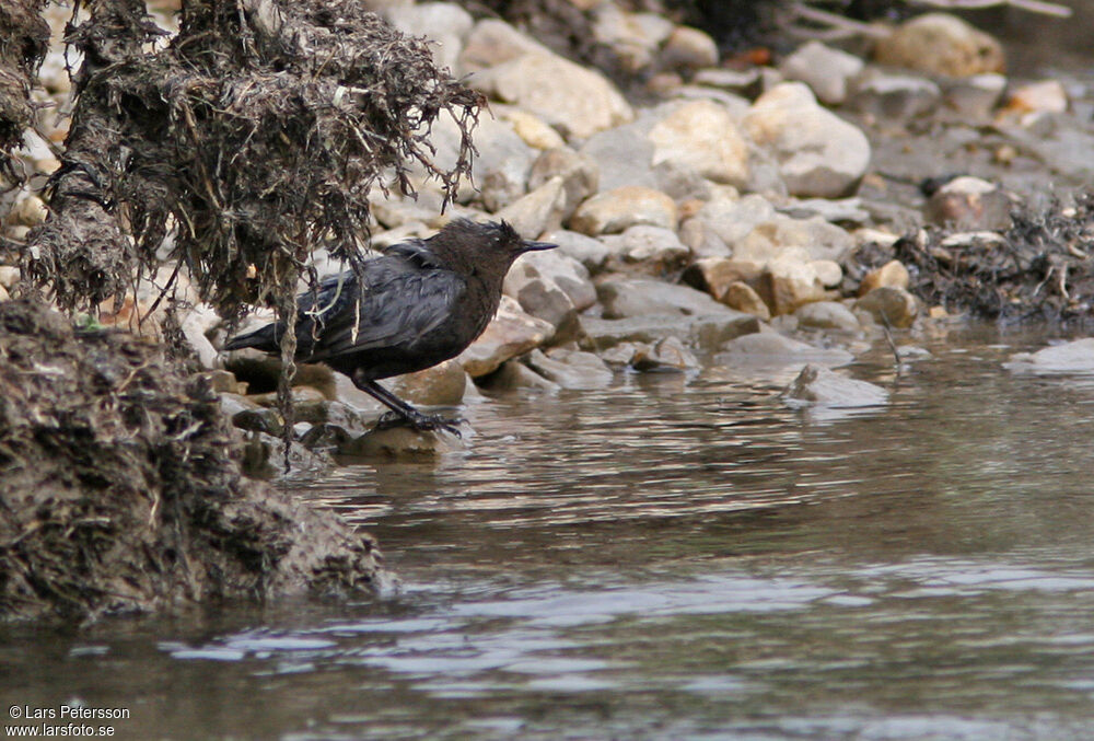 White-throated Dipper