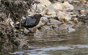 White-throated Dipper