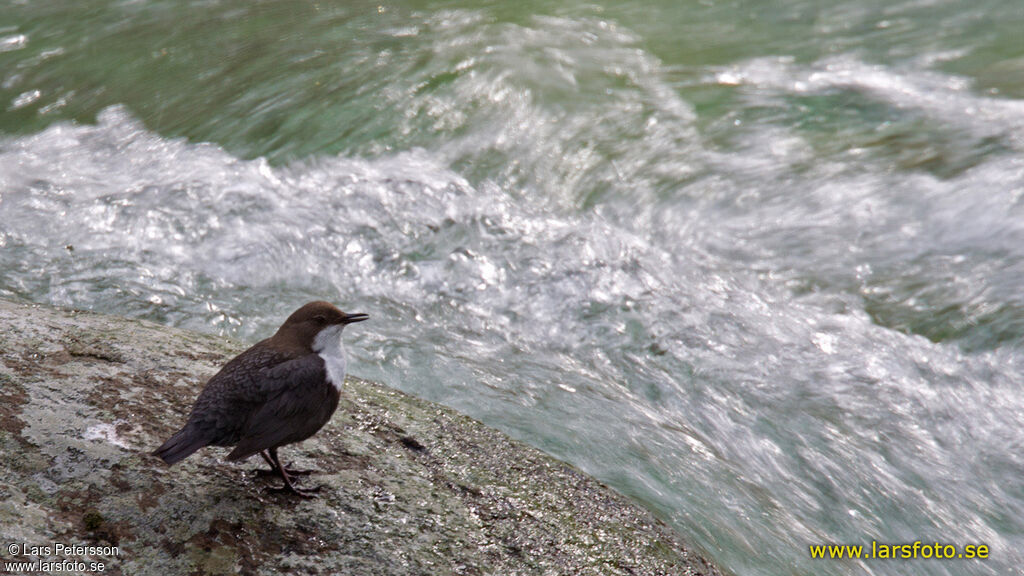 White-throated Dipper