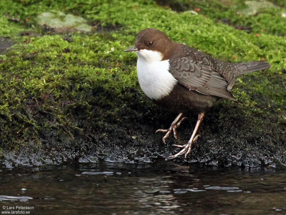 White-throated Dipper