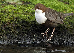 White-throated Dipper