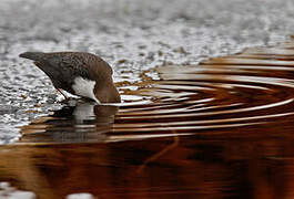 White-throated Dipper