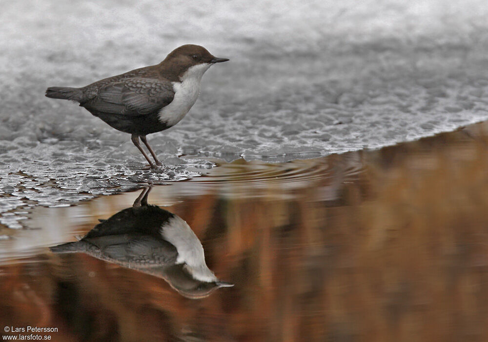 White-throated Dipper