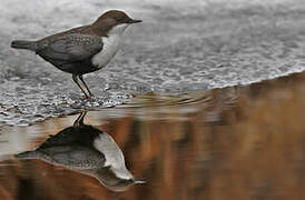 White-throated Dipper