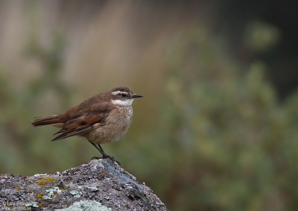 Chestnut-winged Cinclodes