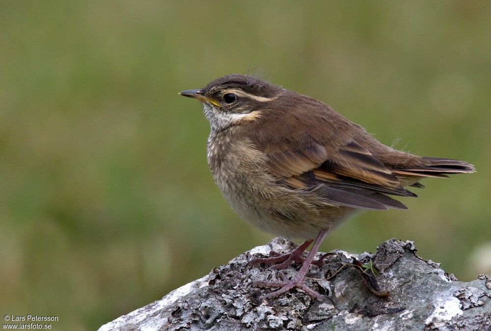 Cinclode à ailes marron