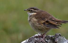 Chestnut-winged Cinclodes