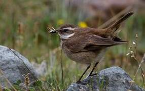 Chestnut-winged Cinclodes