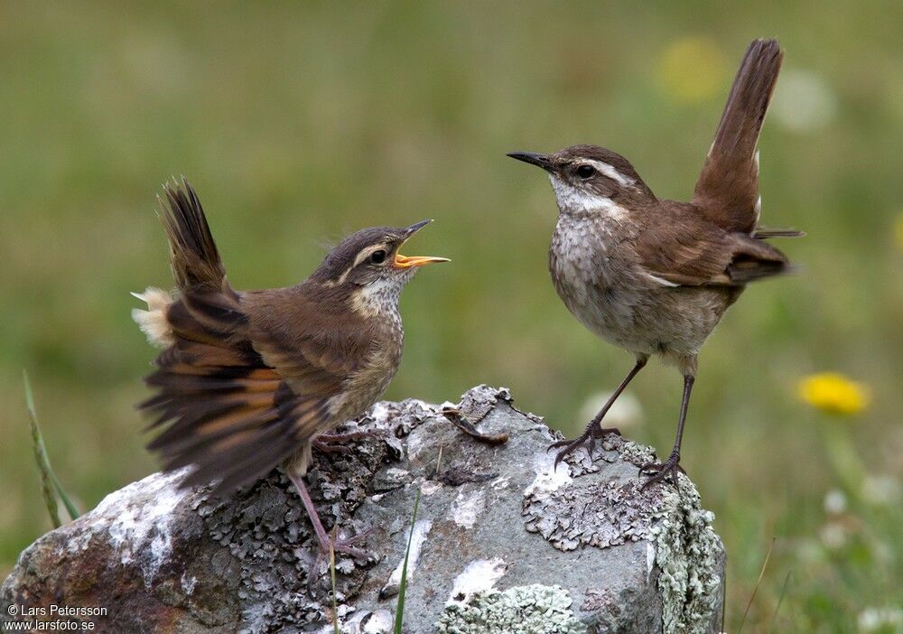 Chestnut-winged Cinclodes