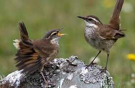 Chestnut-winged Cinclodes