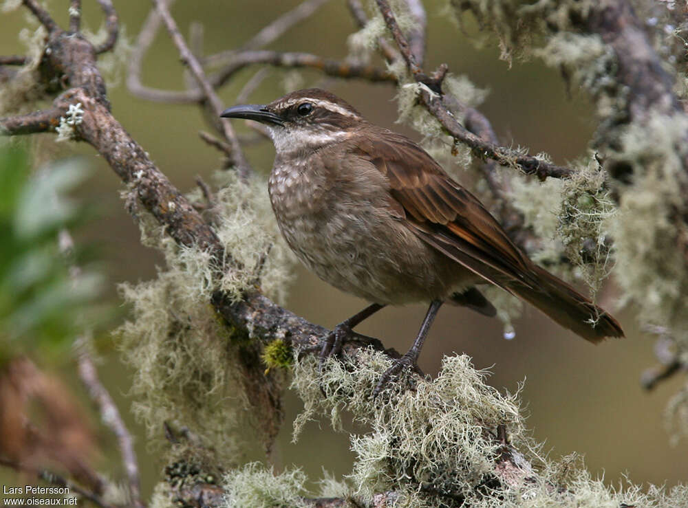 Cinclode du paramoadulte, identification