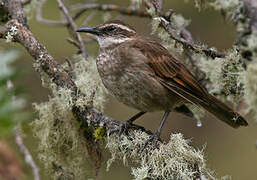 Stout-billed Cinclodes