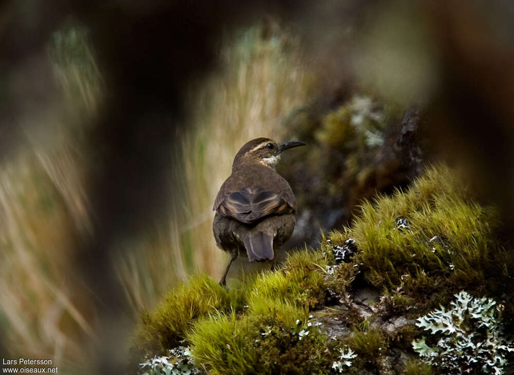 Royal Cinclodesadult, habitat