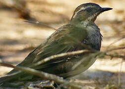 Chestnut Quail-thrush