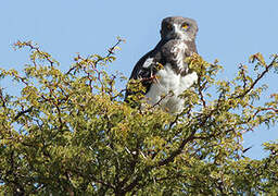 Black-chested Snake Eagle