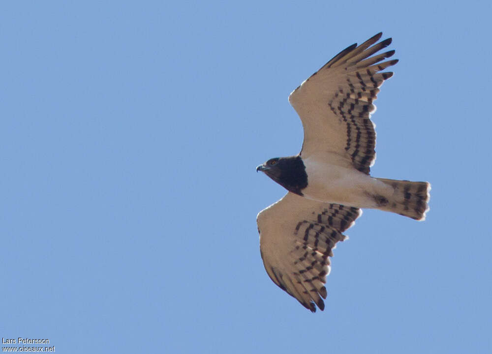 Black-chested Snake Eagleadult, pigmentation, Flight