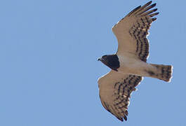 Black-chested Snake Eagle