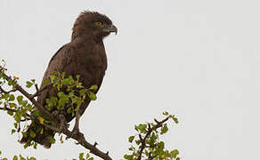 Brown Snake Eagle