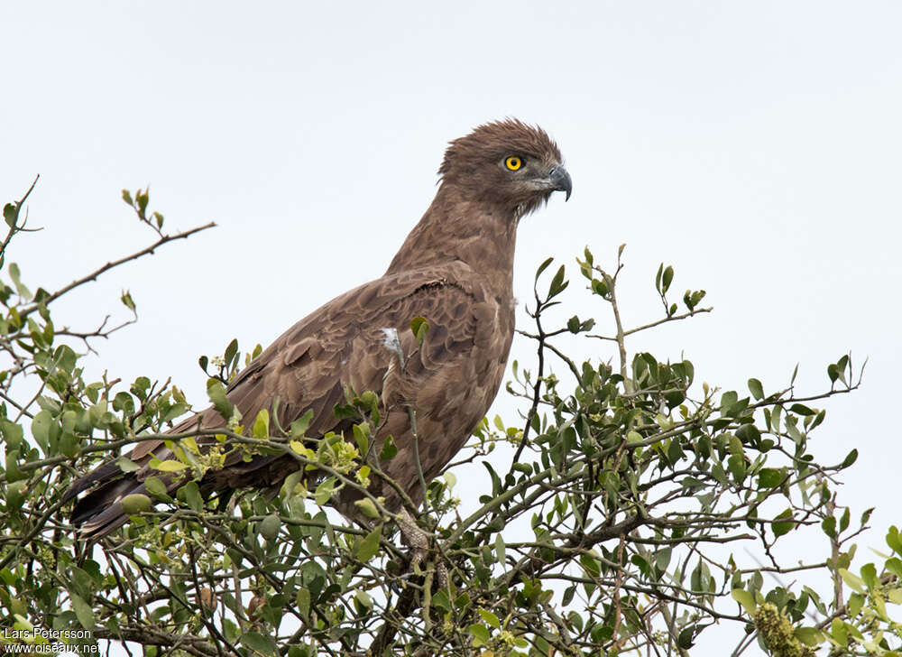 Brown Snake Eagle, pigmentation, fishing/hunting