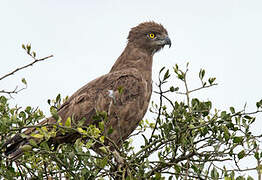 Brown Snake Eagle