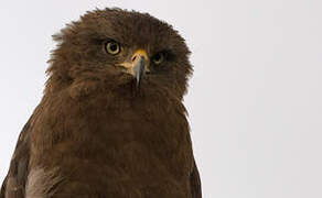 Western Banded Snake Eagle