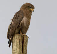 Western Banded Snake Eagle