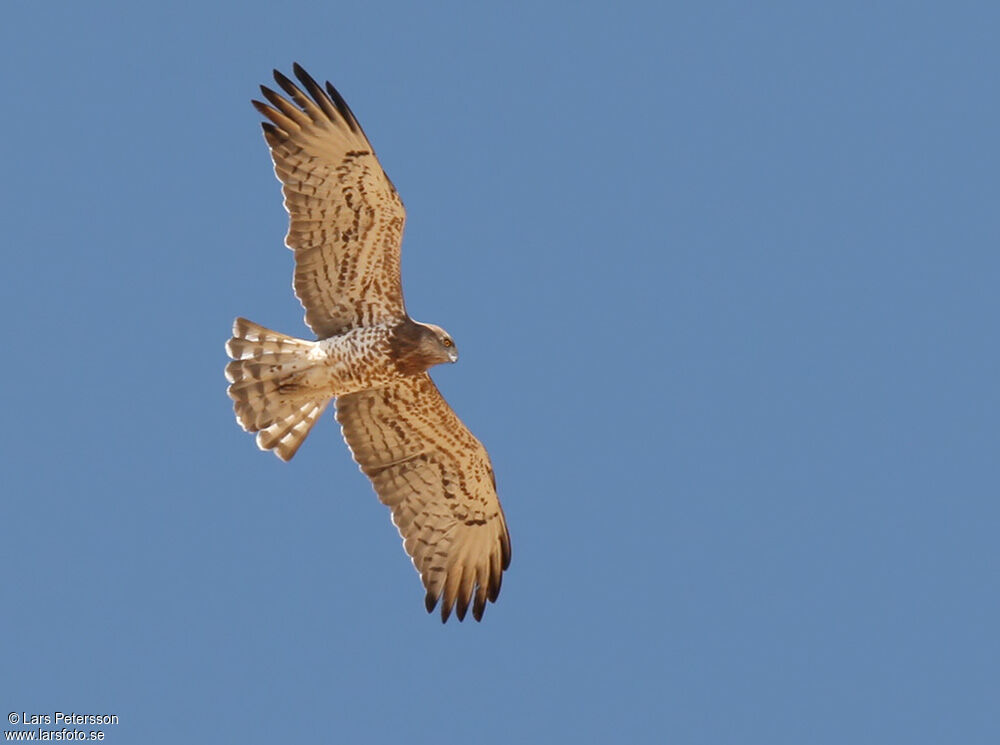 Short-toed Snake Eagle