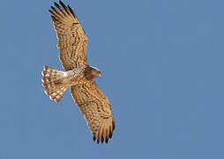 Short-toed Snake Eagle