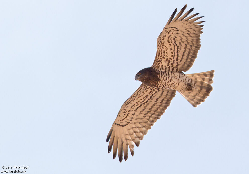 Short-toed Snake Eagle