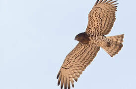 Short-toed Snake Eagle