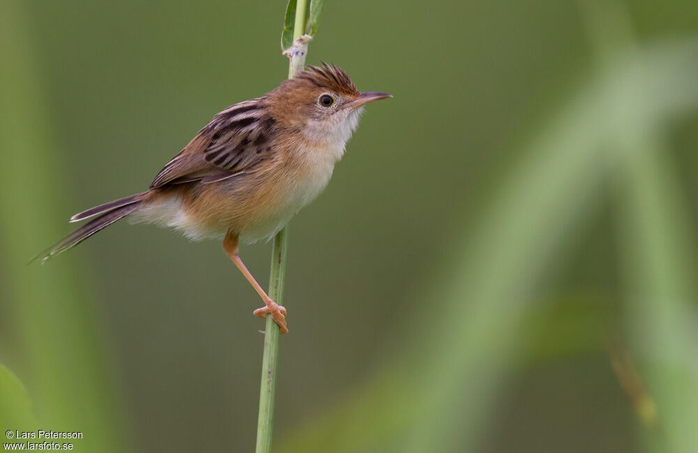 Golden-headed Cisticola