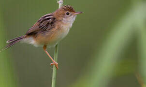 Golden-headed Cisticola