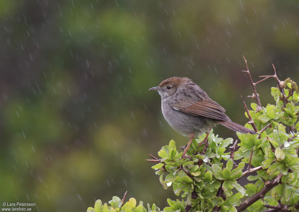 Grey-backed Cisticola