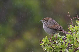 Grey-backed Cisticola