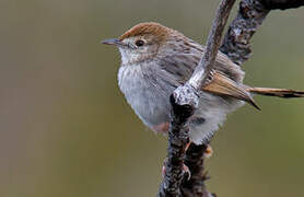 Grey-backed Cisticola