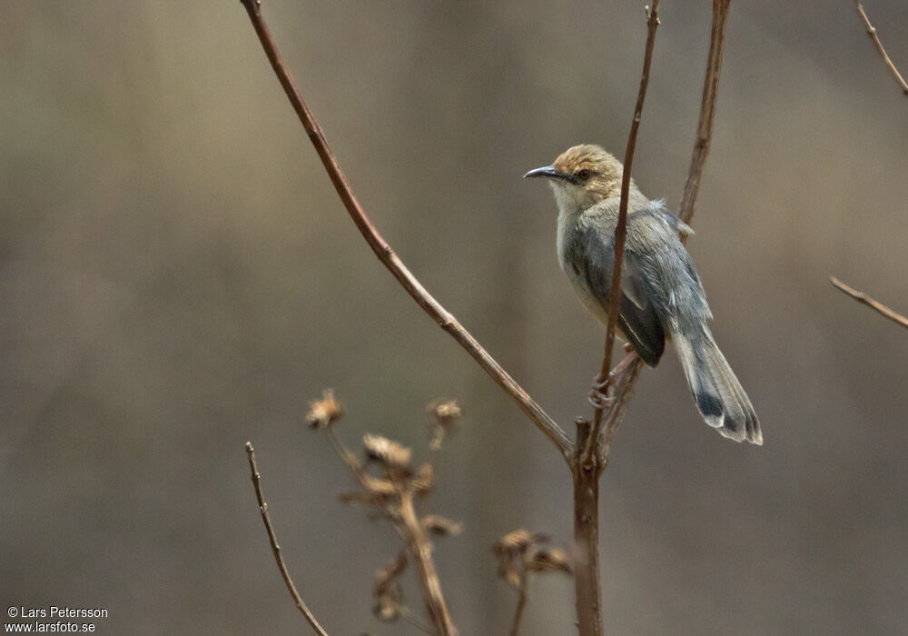 Red-faced Cisticola