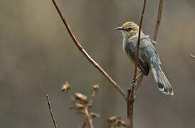 Red-faced Cisticola