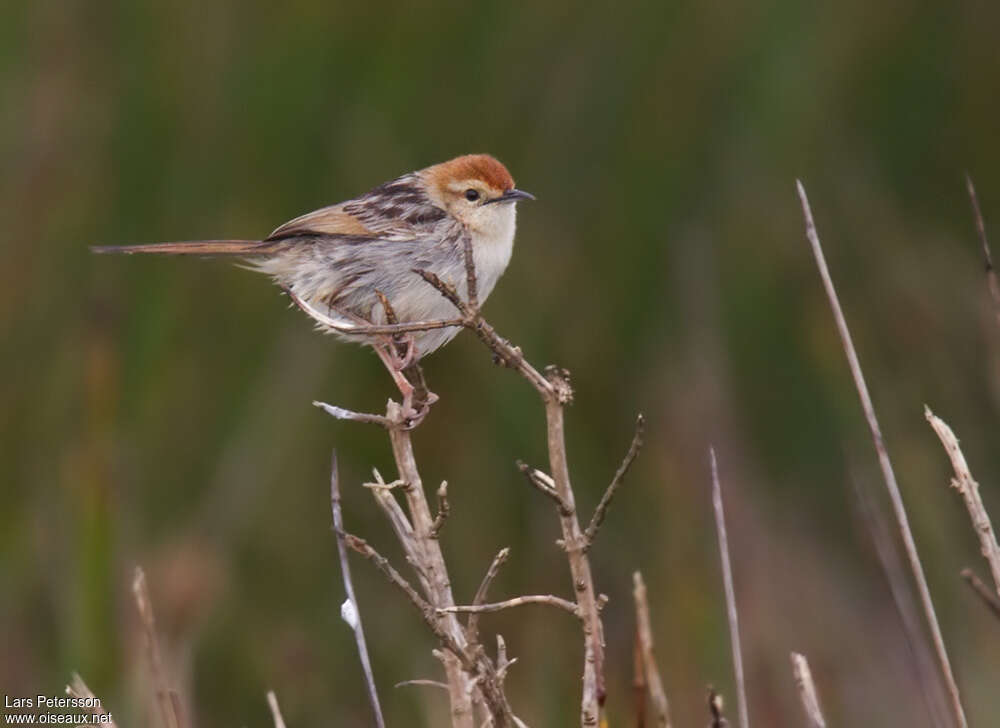 Levaillant's Cisticolaadult, identification