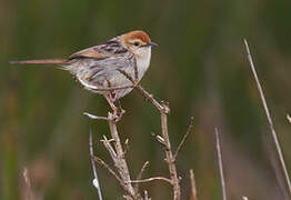 Levaillant's Cisticola