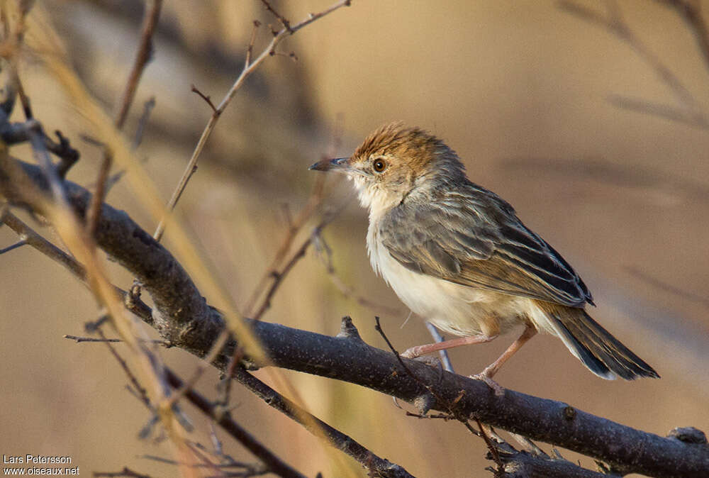 Red-pate Cisticola