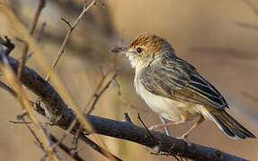 Red-pate Cisticola