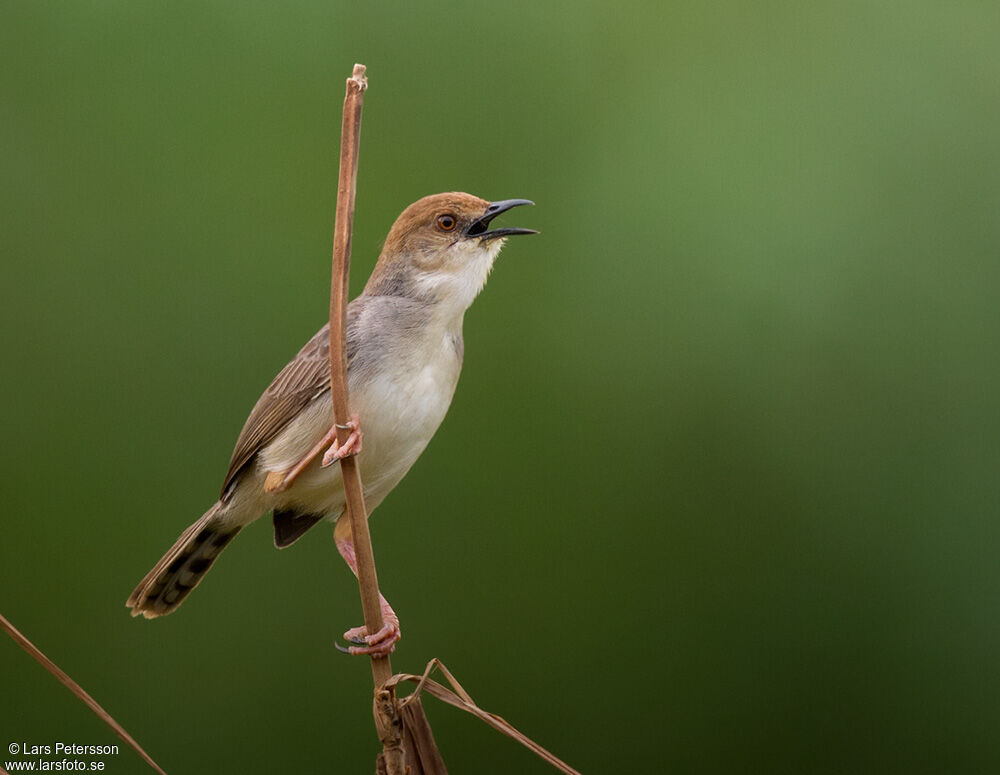 Chattering Cisticola