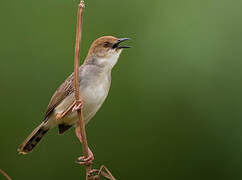 Chattering Cisticola