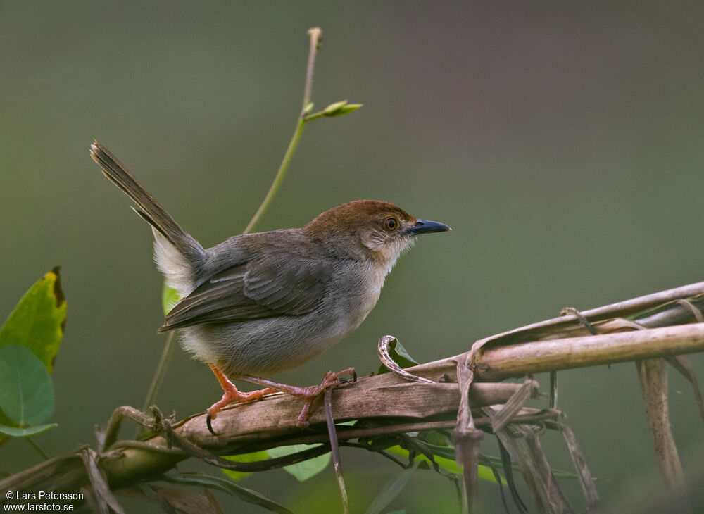 Chattering Cisticola