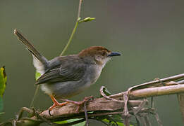 Chattering Cisticola