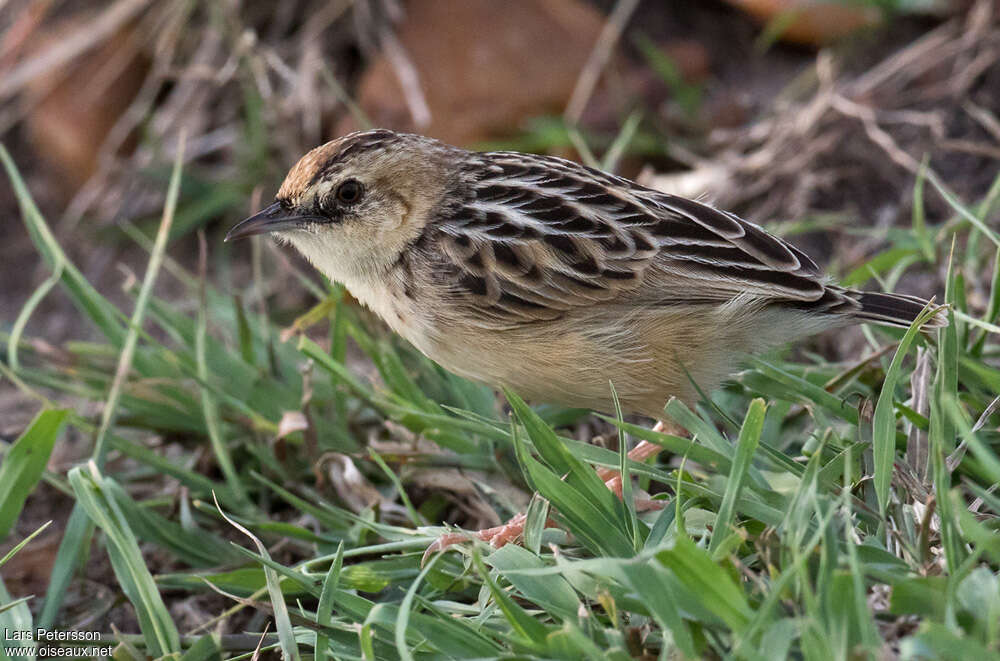 Pectoral-patch Cisticola male adult, pigmentation